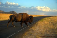 Buffalo on Antelope Island #4 8-7-2016.jpg