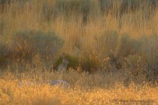 Rabbit on Antelope Island 8-7-2016.jpg