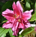 DSC_3708fl33.jpg