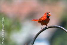 Early Afternoon Birds-2145.jpg