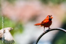 Early Afternoon Birds-2146.jpg