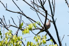 Early Afternoon Birds-2156.jpg