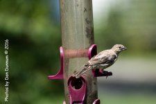 Early Afternoon Birds-2180.jpg