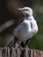 Mockingbird3.jpg