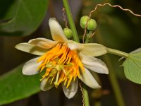 Passiflora.jpg