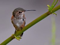 Hummer2.jpg