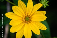 Wild Flowers-2210.jpg