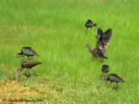 Black Crane's,Ibis,Heron  #3 8-8-2016.jpg
