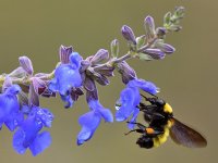Bee2.jpg