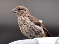 Sparrow.jpg