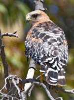 Hawk.jpg