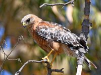 Hawk3.jpg