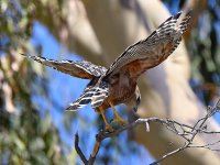 Hawk9.jpg