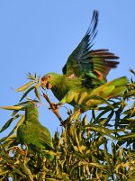 Parrot3.jpg
