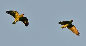 Parrot4.jpg
