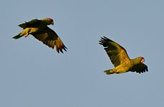 Parrot6.jpg