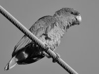 ParrotBW.jpg