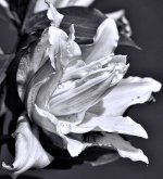 DSC_3393-1lily7.jpg