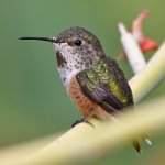 Hummer6.jpg