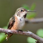 Hummer2.jpg