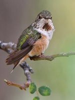 Hummer4.jpg