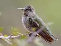 Hummer16.jpg