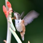 Hummer10.jpg