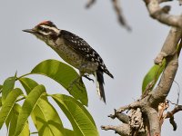Woodpecker.jpg