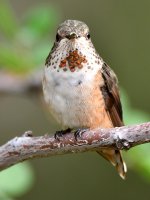 Hummer.jpg
