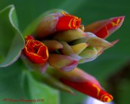 Red Canna Buds 8-10-2016.jpg