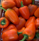 Farmers Market Orange Peppers 8-10-2016.jpg