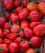 Farmers Market Red Peppers #2 8-10-2016.jpg