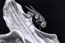DSC_3503fly1.jpg