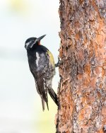 Sapsucker-100.jpg