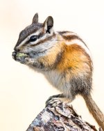 Chipmonk-100.jpg