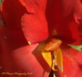Red Canna 8-10-2016.jpg