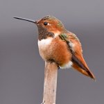 Hummer2.jpg