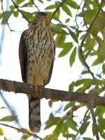 CoopersHawk.jpg