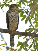 CoopersHawk4.jpg