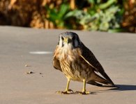 ROY_5820.JPG