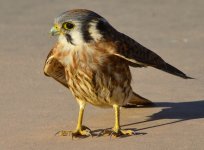 ROY_5832.JPG