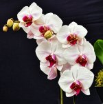 DSC_0622flower787.jpg