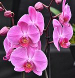 DSC_0623flower896.jpg