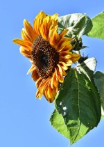 DSC_3851sun76.jpg