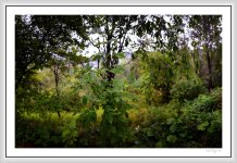 rainy morning panorama.jpg