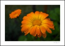 DSC_5558.jpg