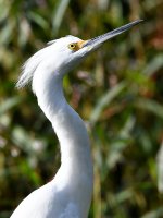 Egret.jpg