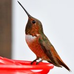 Hummer4.jpg