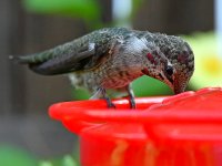 Hummer10.jpg