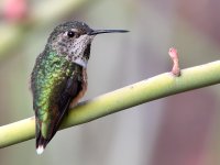 Hummer15.jpg